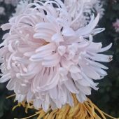 Секс фото - Светлана 50, Анапа