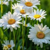 Секс фото - Лена 44, Петрозаводск