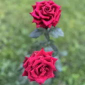 Секс фото - Карина 36, Люберцы