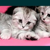 Багжан Бауыр 31, Кызылорда секс знакомства в г Кызылорда