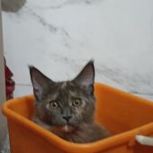 Ал 28, Владивосток секс знакомства в г Владивосток