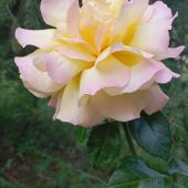 Секс фото - Елена 46, Санкт-Петербург